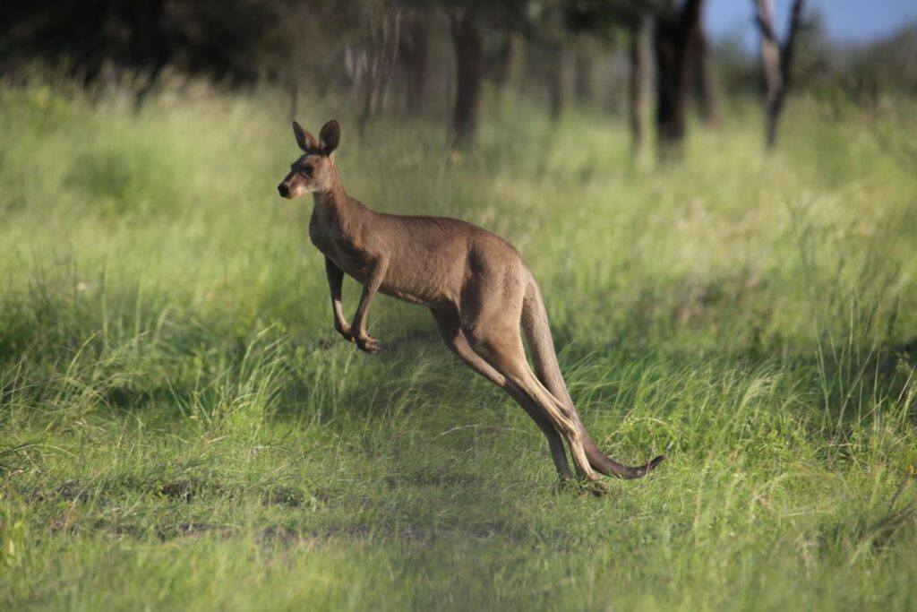 Kangaroos vs. Raptors raptor jumping capabilities