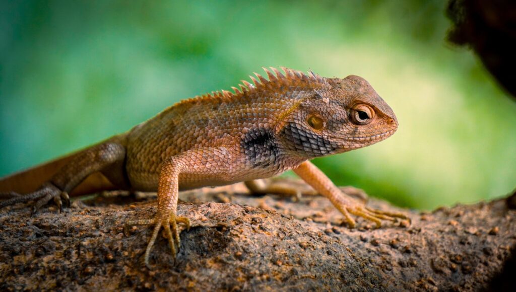 Flying Reptiles