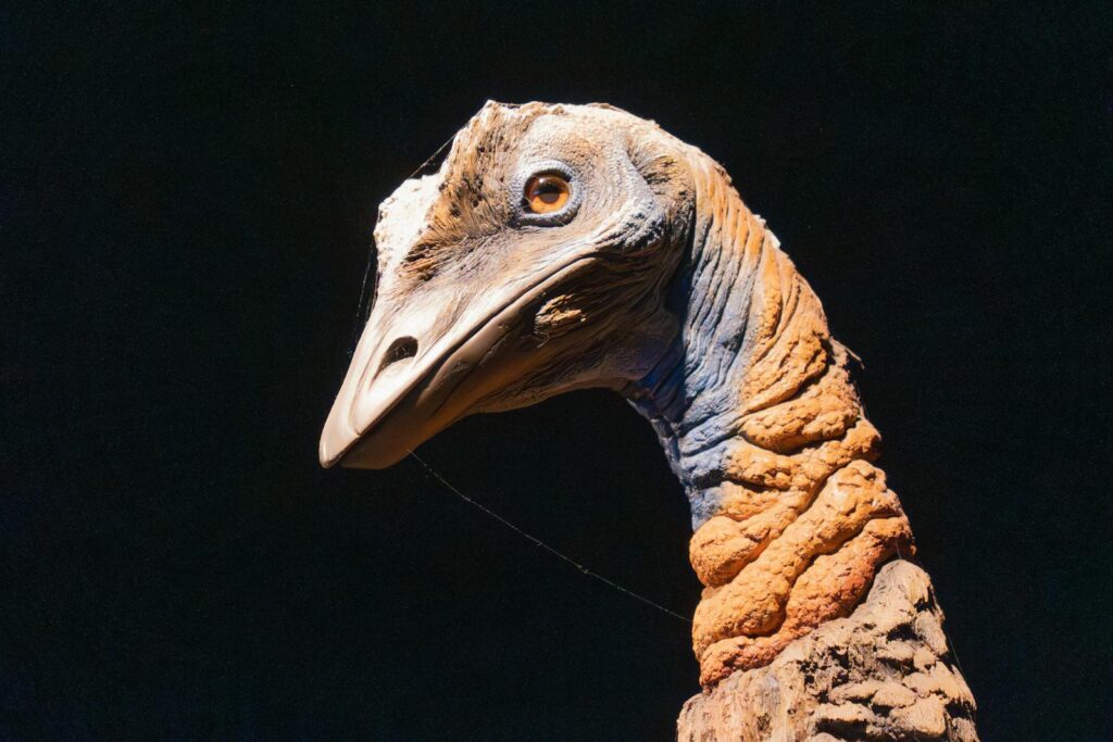 Naming of Confuciusornis