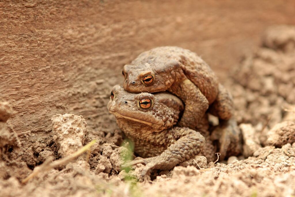 animal mating