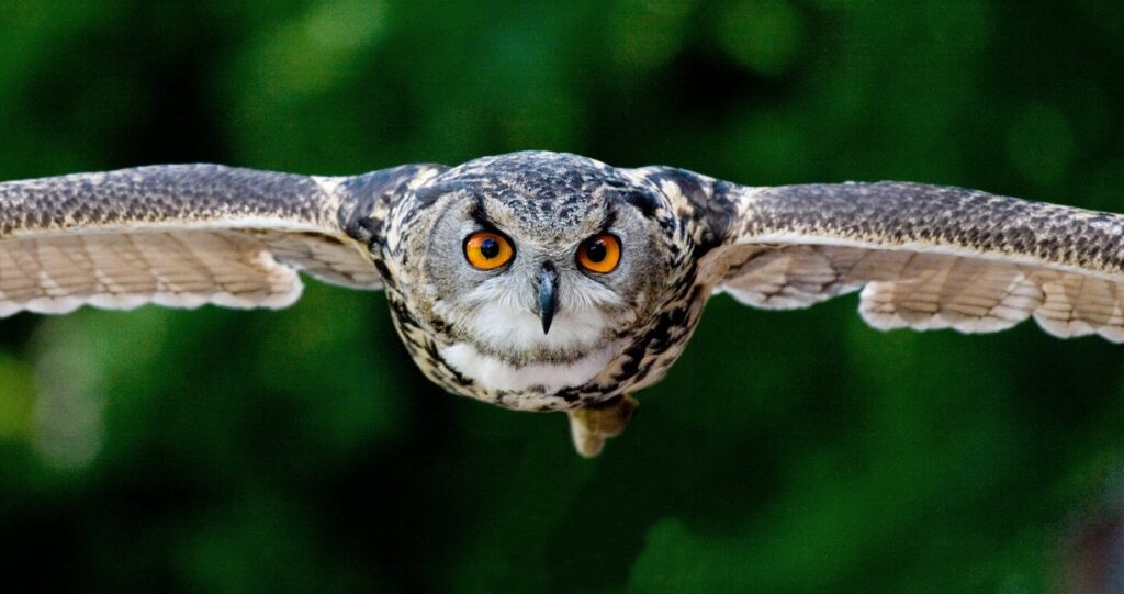 Majestic owl soaring