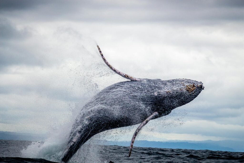 Ancient Whale Evolution