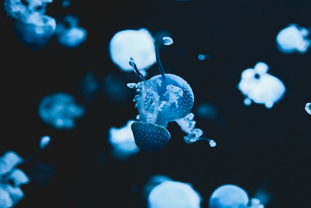Glow-in-the-dark jellyfish drifting in dark water, illuminated in shades of blue. The scene conveys a serene, otherworldly ambiance.