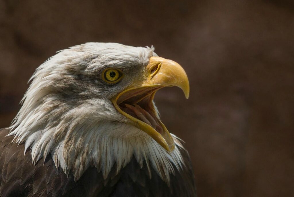 Detailed close-up of a bald eagle's head