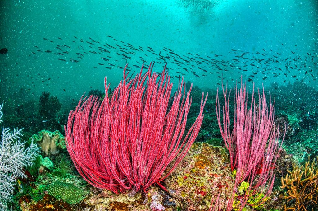 Reef Ecosystem Collapse