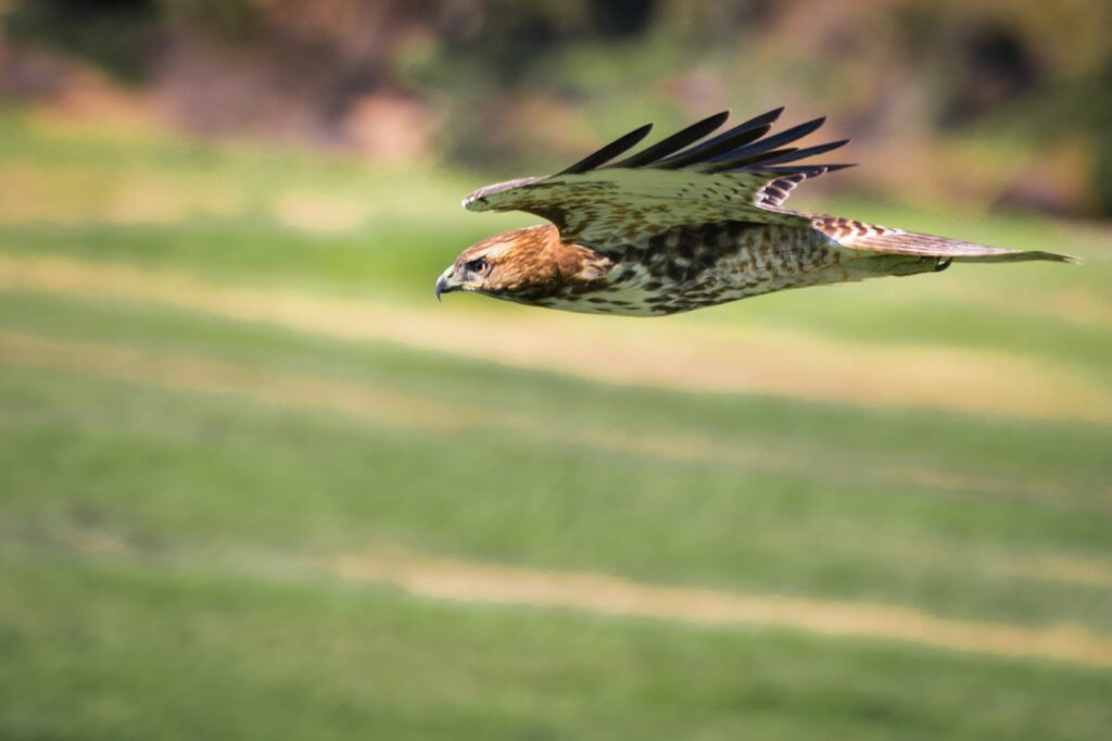 Raptor Jumping