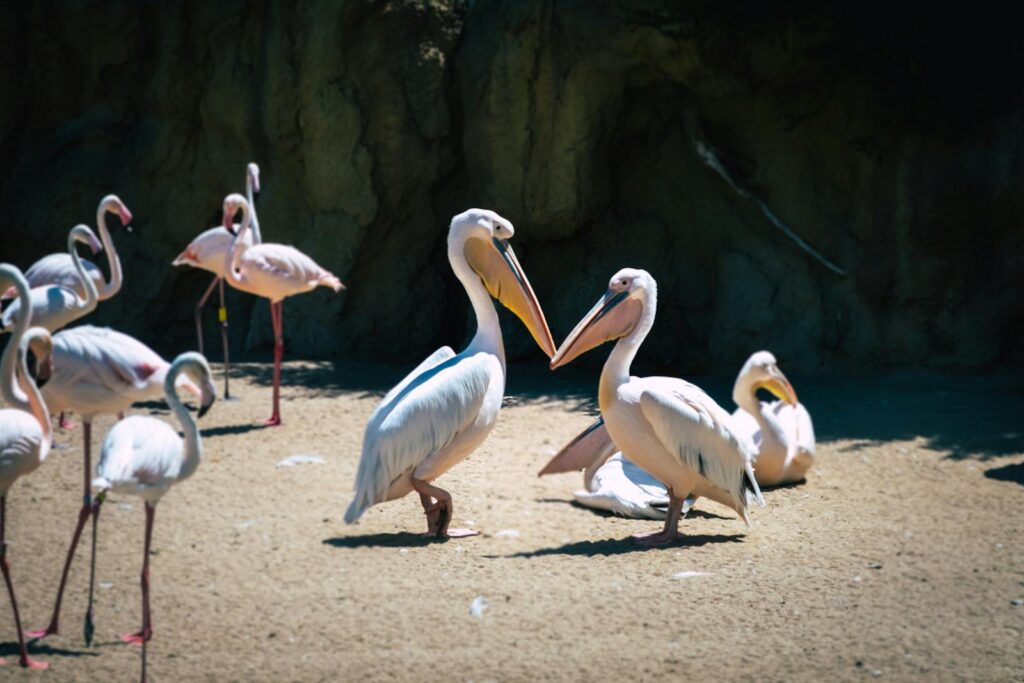 The presence of beaks in certain dinosaur