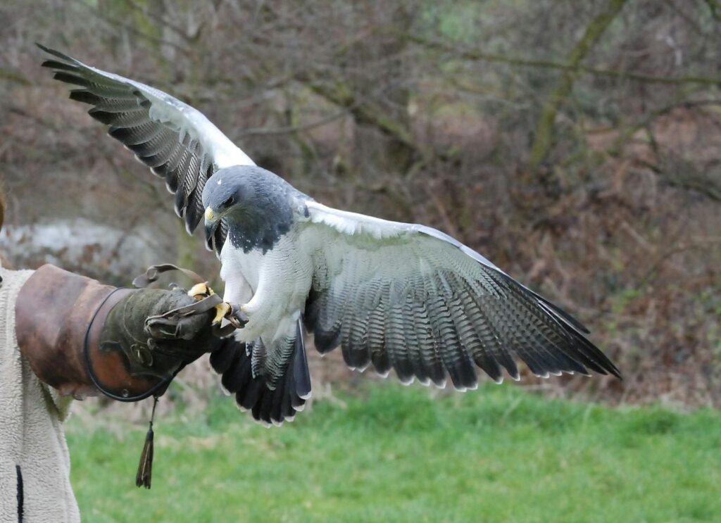 Raptor Hunting Strategies