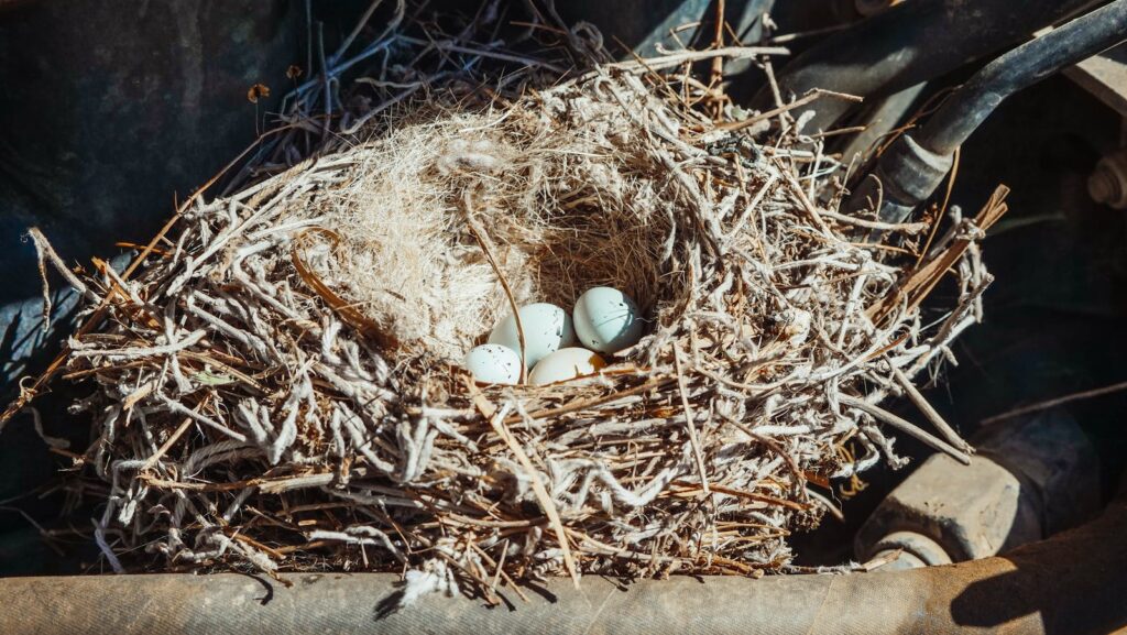 Nest Construction Techniques