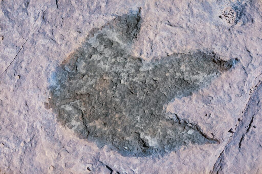 Footprints Reveal About Dinosaur Movement