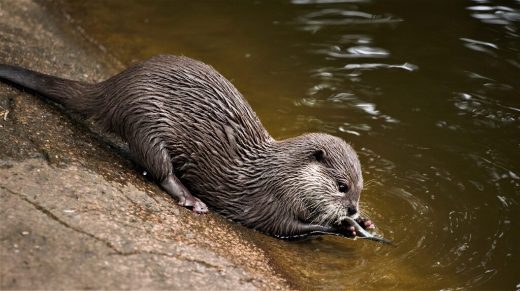 River Creatures