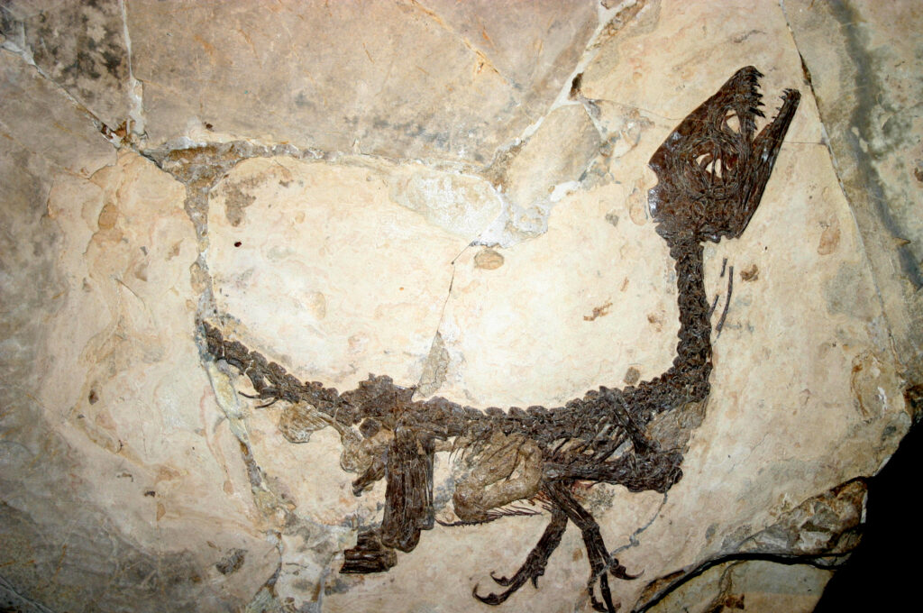 Fossil of a small dinosaur