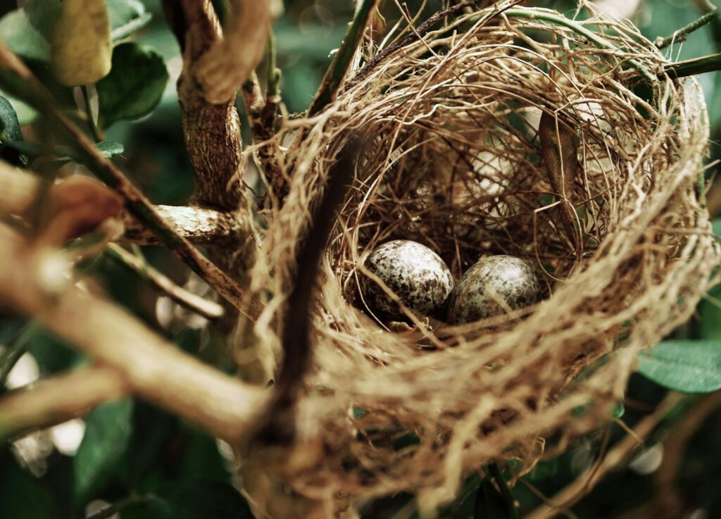 communal nesting strategies