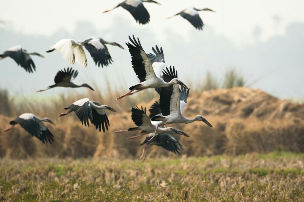 The question of whether dinosaurs could fly takes us on a fascinating journey through Earth’s prehistoric skies and the remarkable evolutionary connection between dinosaurs and modern birds. 