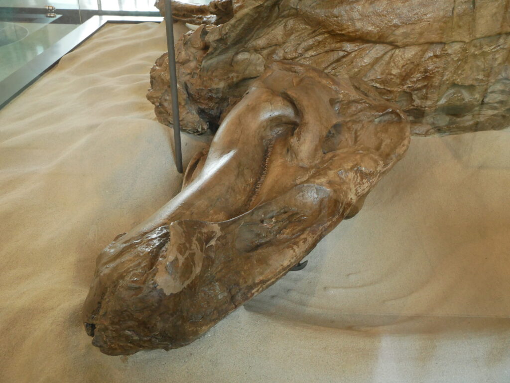 Fossilized dinosaur skull partially embedded in sand, showcasing detailed jawbone and teeth. The scene conveys a sense of ancient history and discovery.