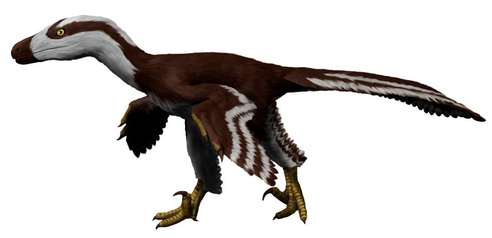 Life reconstruction of Acheroraptor temertyorum
