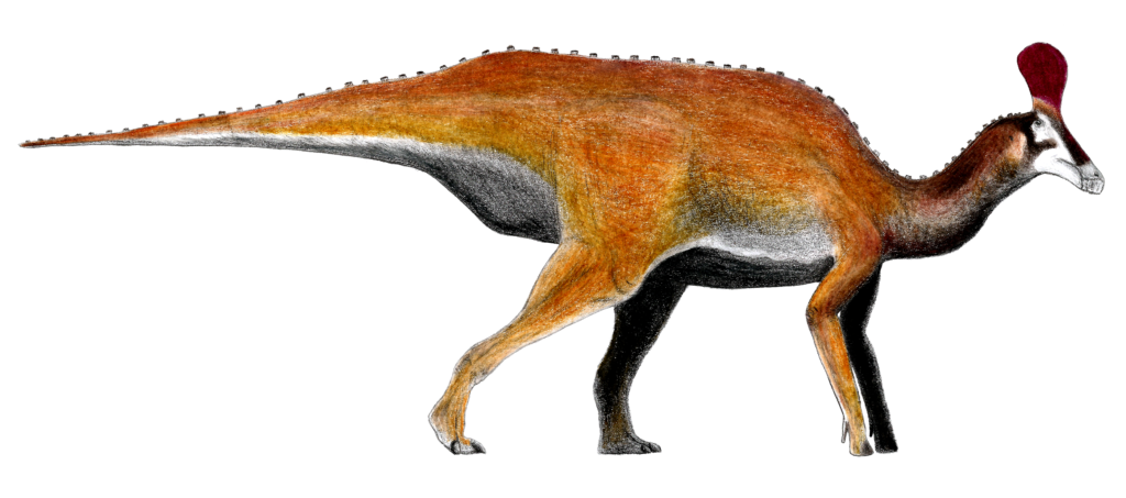 Illustration of a dinosaur with a reddish-brown body and a prominent red crest on its head. It stands on four legs against a white background.