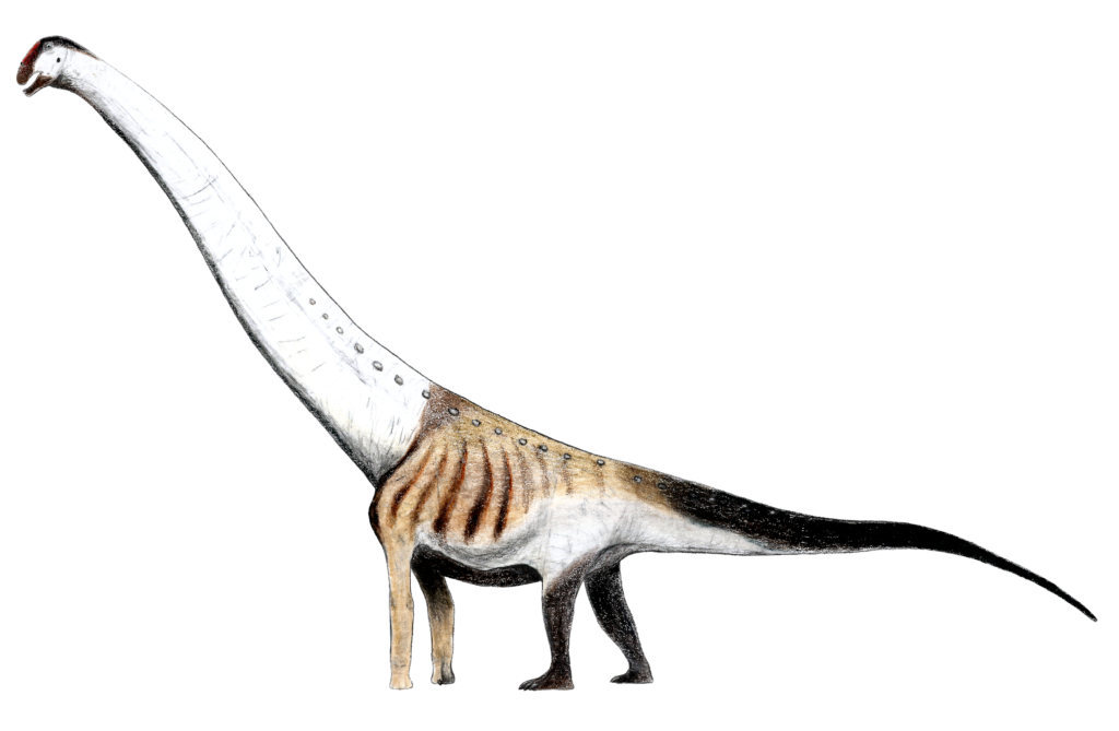Illustration of a long-necked dinosaur with a white neck, brown body patterns, small spikes along its back, and a lengthy tail on a black background.