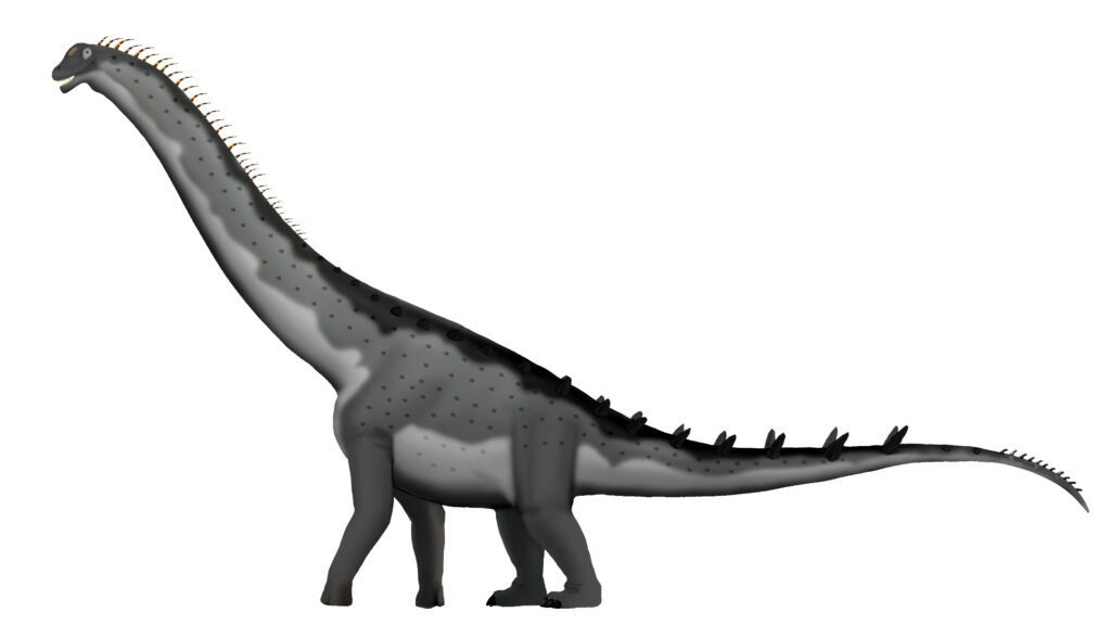Illustration of a long-necked dinosaur with a dark gray, spotted body and spikes along its back and tail, standing on four legs against a white background.