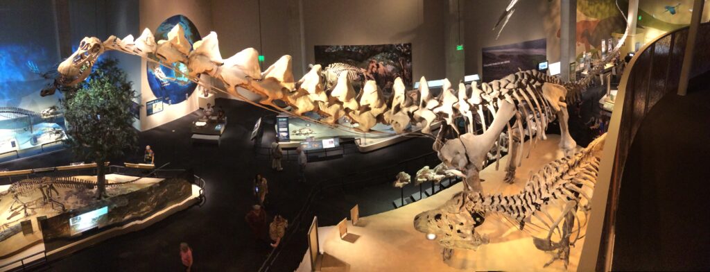Panoramic view of a museum exhibit featuring large dinosaur skeletons, including a long-necked sauropod. Visitors explore under soft lighting.