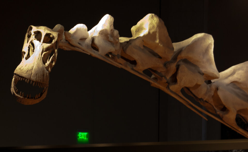 Dinosaur skeleton exhibit in a dimly lit museum. Skull and vertebrae are highlighted, showing sharp teeth and bony structure. Green exit sign glows faintly in background.