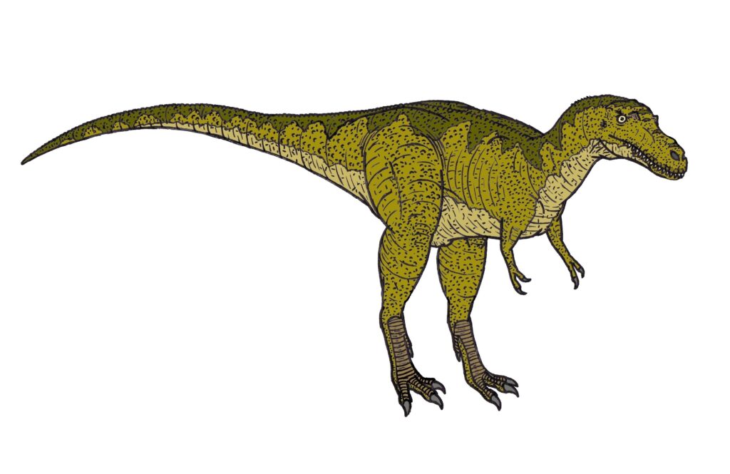 Illustration of a Albertosaurus in profile. It has a green, scaly texture with dark stripes, small arms, and a long tail, exuding a fierce presence.