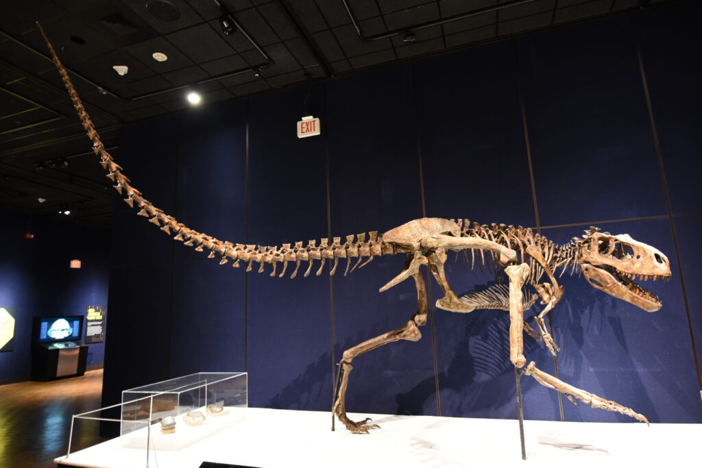 Gait Analysis from Fossilized Tracks