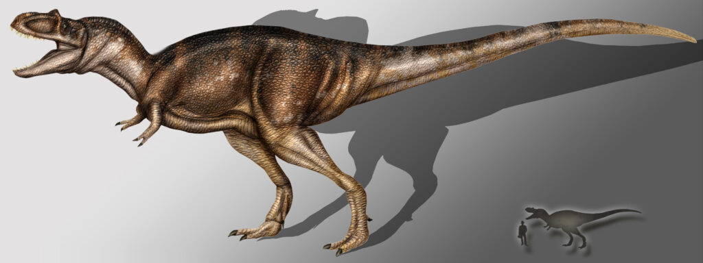 Illustration of a Gorgosaurus, a large, bipedal dinosaur with a long tail and textured skin, open mouth, and shadow. Smaller silhouette shows size comparison with a human.