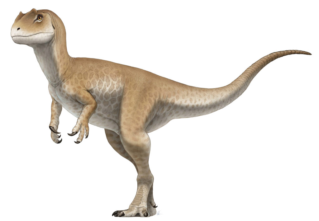 Illustration of a brown dinosaur with a long tail and small forearms standing on two legs. The dinosaur's expression is neutral, on a white background.