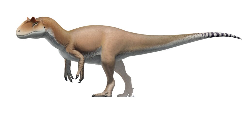 Illustration of a Allosaurus, a theropod dinosaur, with a large head, short arms, and a long tail. It has brown skin with subtle striping.