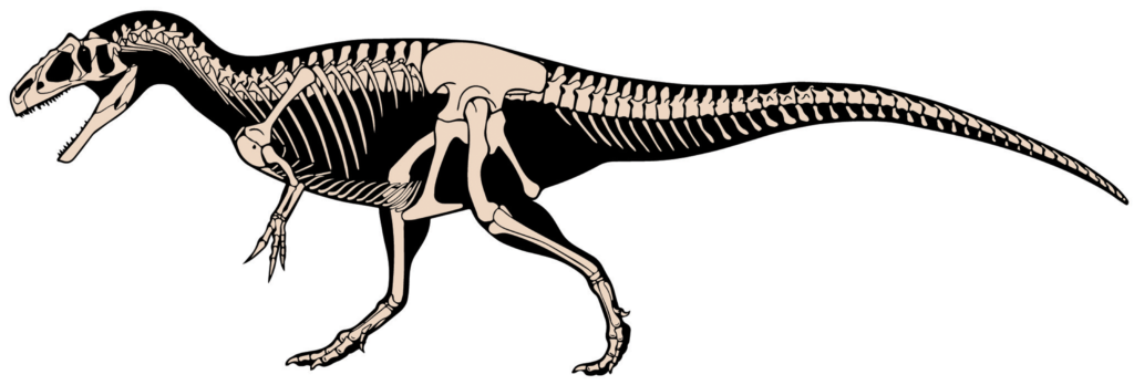 Skeletal Drawing of a Allosaurus