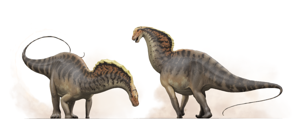 Two sauropod dinosaurs with long necks and tails stand on a plain background. Their bodies feature striped patterns and a crest along their spines.