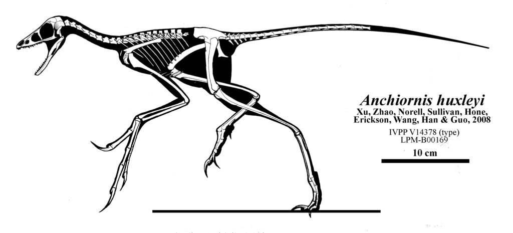 Black and white illustration of an Anchiornis huxleyi skeleton in a lateral view. The dinosaur's posture is dynamic, resembling a running stance.