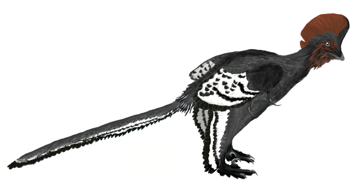 Illustration of a dinosaur, possibly a Velociraptor, with a striking red crest, black and white patterned feathers, and a long, striped tail.