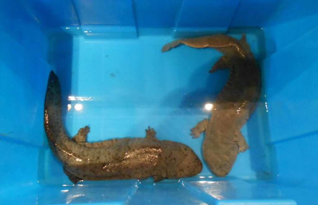Two large salamanders in a blue container partially filled with water. One salamander is curved, both have smooth, speckled skin and short limbs.