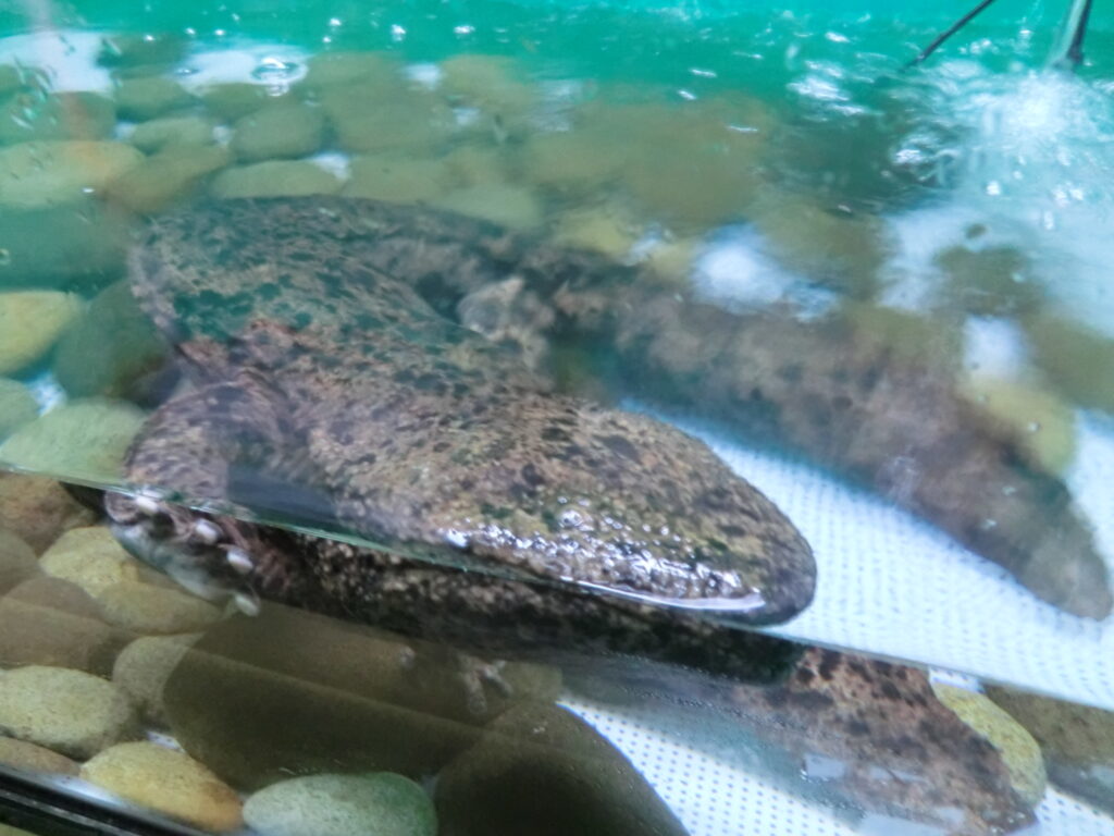 Giant salamander partially submerged in a tank, its mottled skin blending with the pebbles below. Clear water and greenish backdrop convey a serene tone.