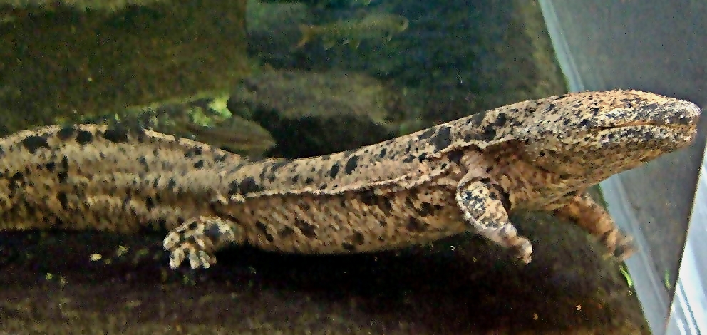 Spotted salamander swimming in an aquarium with a rocky backdrop. Its textured skin and smooth movement create a calm, natural atmosphere.