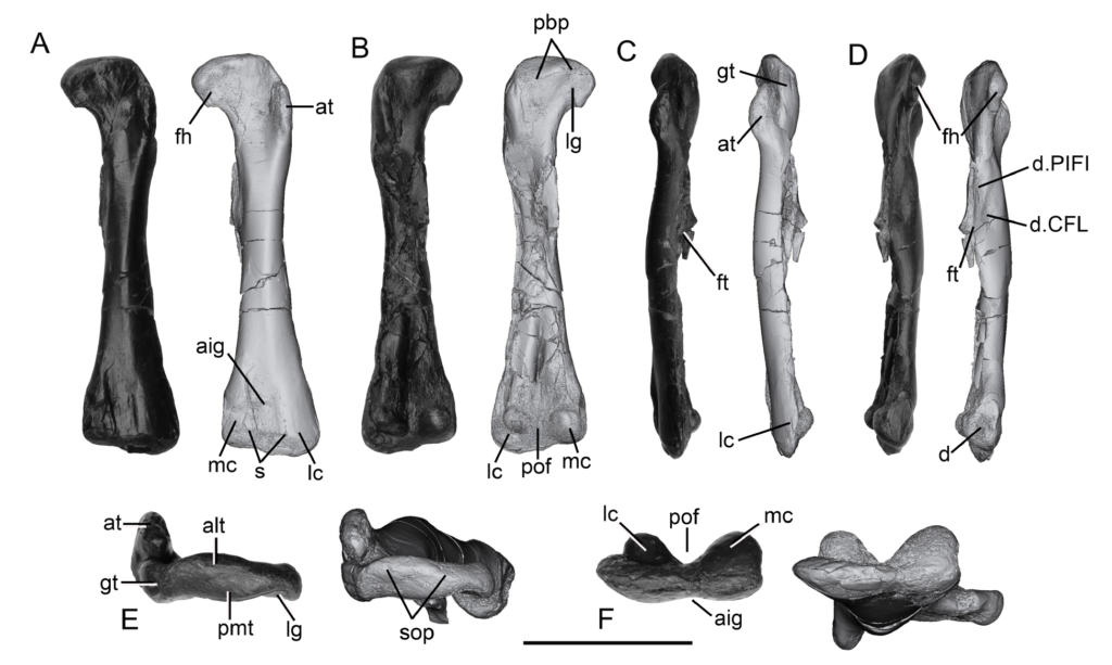 Black and white image displaying various fossil femur bones labeled A to F. Each bone has annotations indicating anatomical features. The overall tone is scientific and informative.