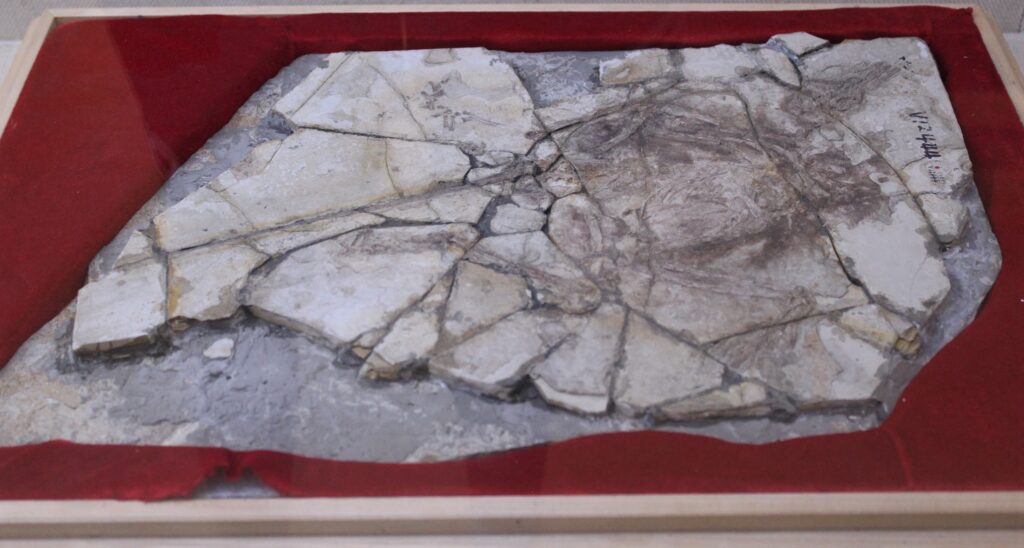 Broken ancient fossil encased in a wooden frame with red velvet lining. The cracked beige shards form a rough, fragmented pattern against a gray background.