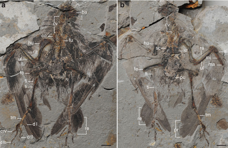 Fossilized bird skeletons in sedimentary rock. Part (a) and (b), each labeled with anatomical terms. The grayscale tones evoke a scientific, historic tone.