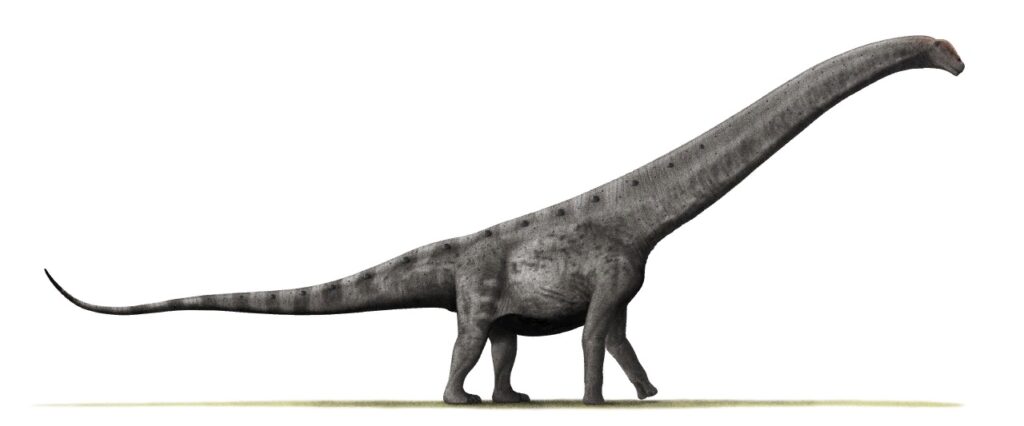 Illustration of a Argentinosaurus, a large gray dinosaur with a long neck and tail. It stands on four legs, conveying a sense of ancient majesty.