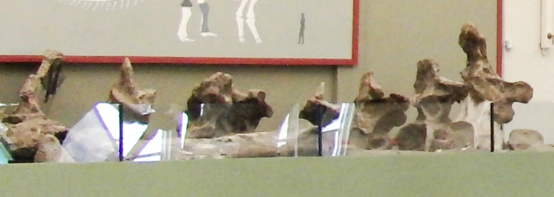 The holotype material of Argentinosaurus huinculensis.