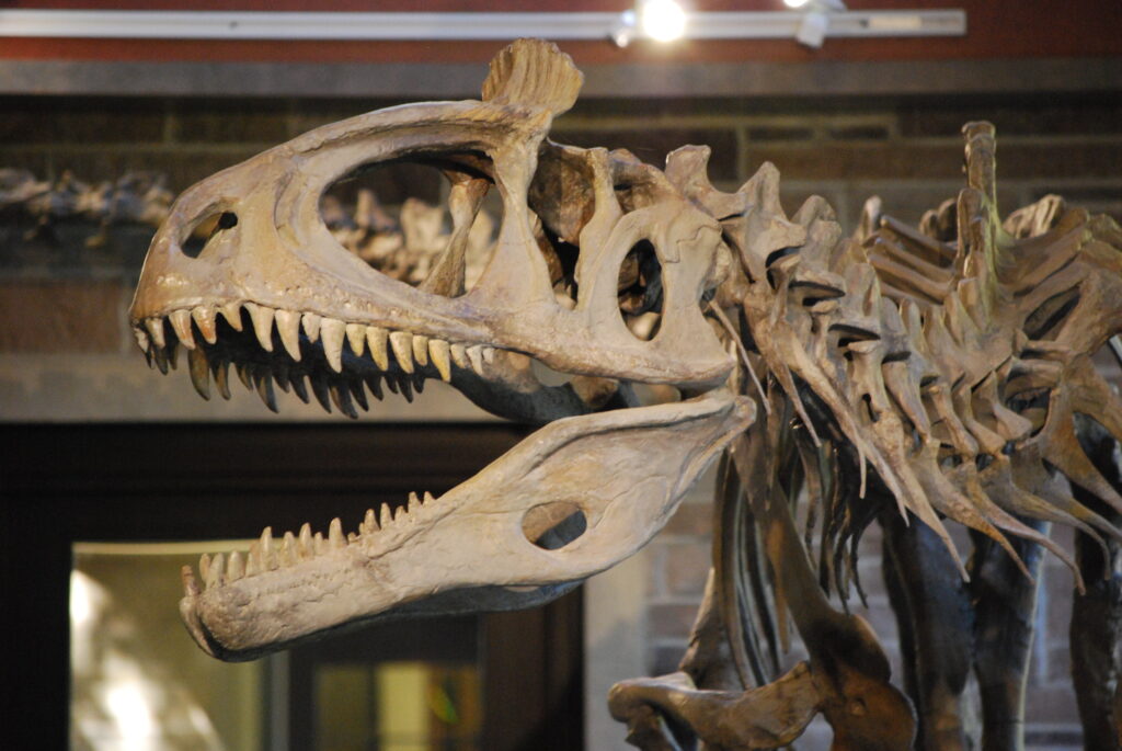 Close-up of a dinosaur fossil skeleton with sharp teeth and long neck displayed in a museum setting, conveying a sense of awe and ancient history.