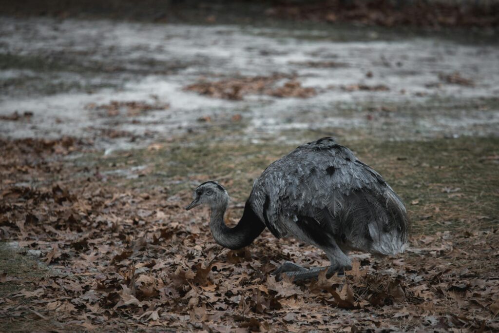 Avian Dinosaurs