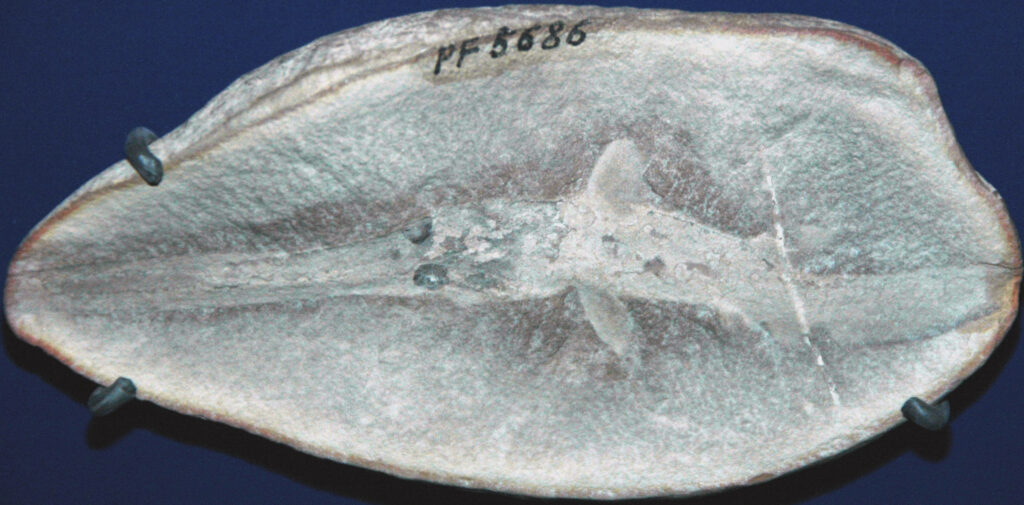 Fossil of a prehistoric fish on a blue background. The stone slab bears an elongated imprint with faint details of fins and body, labeled PF 5686.