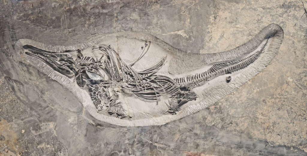 Fossil of a prehistoric marine reptile embedded in rock, showcasing a long snout and detailed ribcage. The image conveys ancient history and scientific discovery.