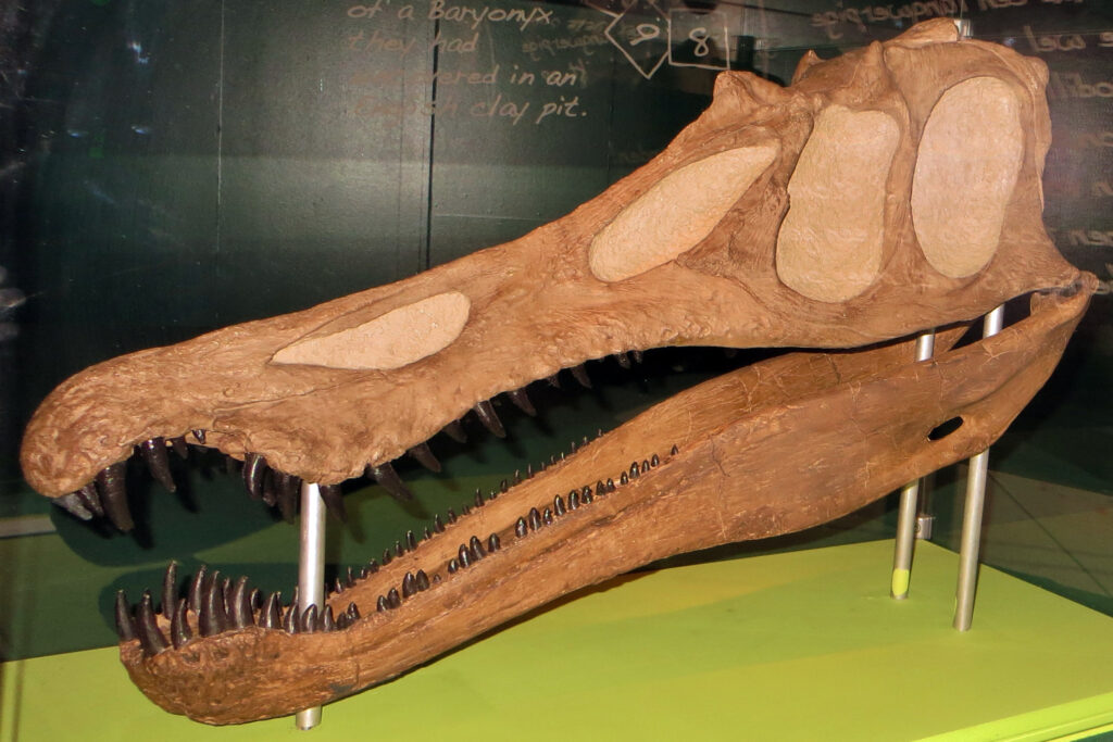 Close-up of a Baryonyx dinosaur skull replica, featuring sharp, pointed teeth and large eye sockets. It is displayed on metal stands against a dark green background.
