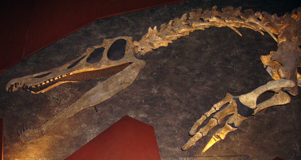Fossil skeleton of a dinosaur with a long jaw and sharp teeth displayed on a textured wall. The scene conveys a sense of ancient history and awe.