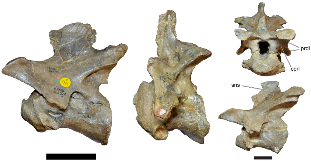 Four views of a large, brownish dinosaur vertebra with fossil textures. Yellow circular label visible.