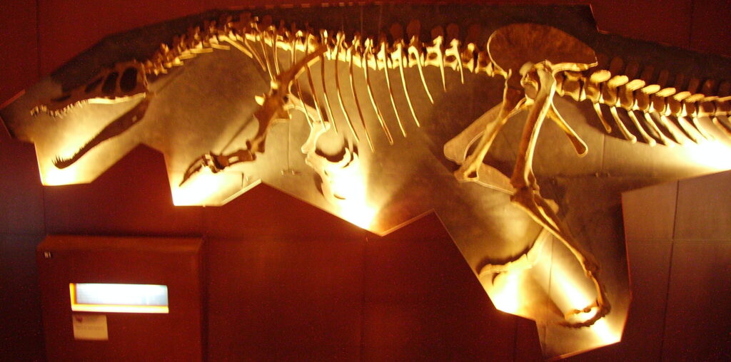 Illuminated dinosaur skeleton against a dark wall in a museum exhibit. The dramatic lighting highlights the bones, creating a mysterious atmosphere.